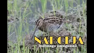 Narceja ((Gallinago paraguaiae)) vocalizando