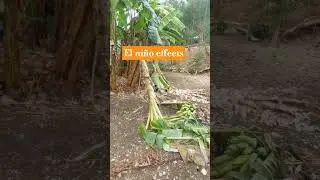 crops failure #elni&ntilde;o #climatechange  #planttrees  #cebuprovince