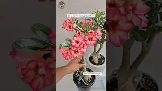 Buy Thailand Imported Adenium Plant Online 🌱 #adenium #plants #flowers #garden