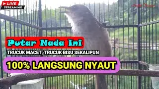 Masteran Trucukan Gacor Ngalas Tarung Ropel Panjang | Ampuh Untuk Pancingan Trucuk Agar Bunyi Nyaut