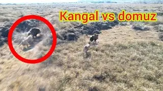 AZILI DOMUZ TYSON`I AĞIR YARALADI ~BÖYLE BİR CESARET YOK ~wild boar vs kangal