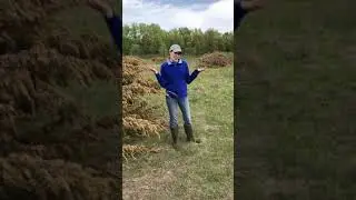 Cedar Tree Removal in Cedar Creek Wetland and Timber