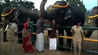 Elephant Pongal celebrated at Mudumalai elephant camp