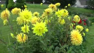 DAHLIA_2011-YT_720P.mp4
