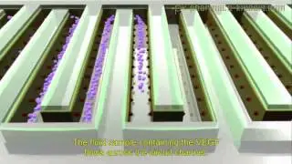 Pharmaco-Kinesis Corp. -- VEGF Bio-sensor Overview