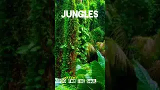 Jungle trap #top #music #newmusic #bass #рекомендации #рек