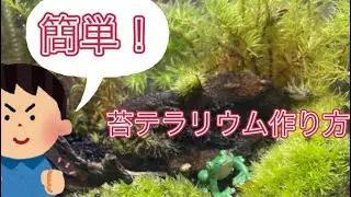 簡単！苔テラリウムの作り方