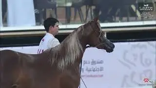 N 141 FH SOPHIA LORHAN   Al Shaqab International Arabian Horse Show 2025   Junior Fillies   Section