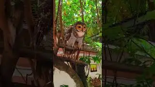 STRIX SELOPUTO#kicauburung #kicaumanianusantara #kicaumaniaindonesia #kicaumania #burunghantu