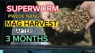 PAANO KUMITA SA SUPERWORM / EARN MONEY FROM SUPERWORM