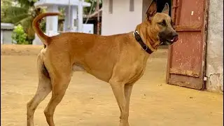 Aggressive Original Kombai Dogs from South india