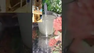Shilpa Shetty Morning Routine Drink Ginger Water #viral #shorst #shorst #celebrity #shilpashetty