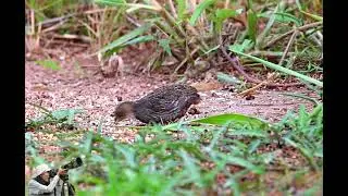 527.Blue-breasted Quail