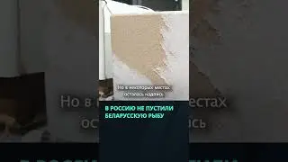 20 тонн рыбной продукции не пустили из Беларуси в Россию  #беларусь #новости #россия
