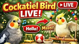 LIVE: Cute Cockatiel Bird Masti 🐦 | Real Time Fun #cockatiel #cockatielbird #birdlive #cutebirds