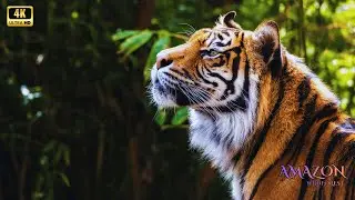 Amazon 4K - Undisturbed Nature in Cinematic 4K
