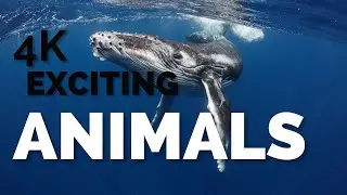 4K Exciting animal world
