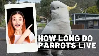 How long do parrots live || How long can parrots live || How many years do parrots live