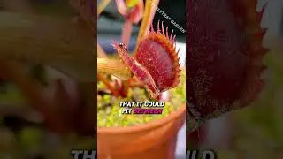 Worlds Rarest Flytrap (For Now)