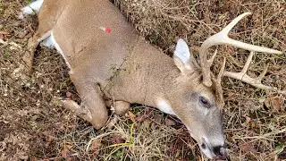 Opening Day Michigan Firearm Deer Hunting with 450 Bushmaster and Hornady Black 250ftx