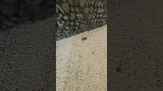 Orange Beetle