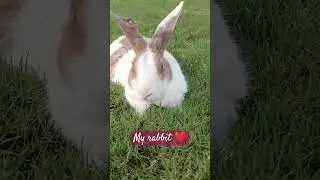 My baby's day out 😀 #cute #pets #rabbit #peace #satisfying #nature