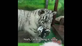 Cute White Tiger's Daily Life🐯❤️#tiger #animals #cute #zoo