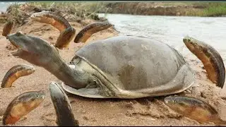 Unique hunting style in riverside  Monster Tortoise hunting big eelfish hole  Best Youtube video 720
