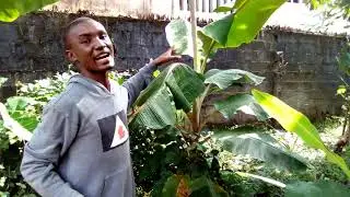 Nigerian Farm Tour - Banana and Plantain Plantation Part 2