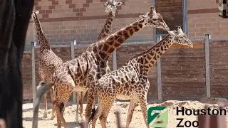 HOUSTON ZOO VLOG WITH THE KIDDOS