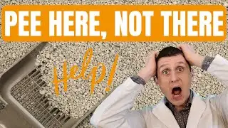 The Best Litter Box Setup & Tips (According to Your Cat!)