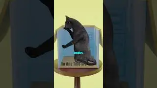 Why Do Cats Sit in Boxes? 🐱 | 3D Animated Shorts
