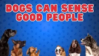 Can Dogs Sense a Good Person? -  Exploring Canine Intuition