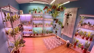 Welcome to My Channel | 200+ Orchids | Warm to Hot Collection Tour | Blooms and Spikes