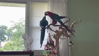 Macaw says Hello