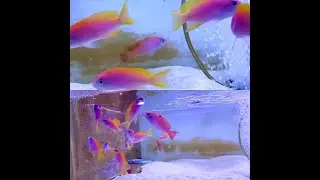 Bimaculatus Anthias Male