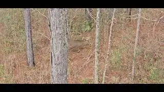 4yr old buck comes to DL grunt call/rattling horns. 