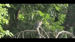 Close Up Clear Footage of a Green Heron