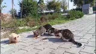 ❤️&zwj;🔥🥹🙏 #babykids #cat #sweetestkittens #kitten #cute #animals #chat #funny #kitty #pets 
