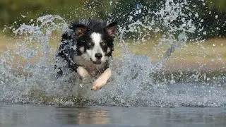 Border Collie Dog History and Behaviour 
