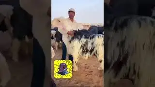 فحول نجد من حلال ماجد السليس العتيبي / عندة موقع ببريدة ومعرض بسوق العزيزية بالرياض
