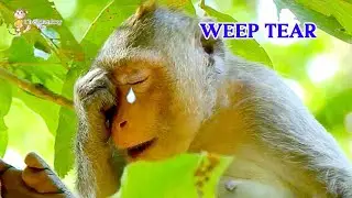 OMG...Don't worry Angel, Pity poor Angel weep tear miss poor Ale too much, Ale very hurt in heart