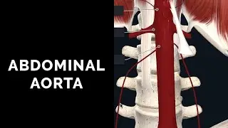 Abdominal Aorta & Its Branches | Anatomy of Abdominal Arteries Simplified