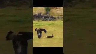 eagle attacking on rabbit #birds #shortsfeed #birdslover
