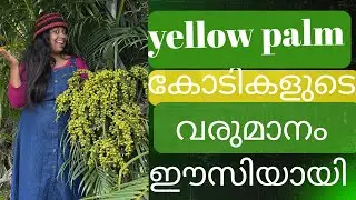 🌿 Areca Palm (Yellow Palm) Seeds to Profitable Business | ഓൺലൈൻ & Amazon വഴി കോടികൾ വരുമാനം നേടാം! 🌿