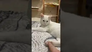 Делись добром #whitecatajax #shortfeed #pets #shorts