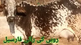 Poure rewad  Cows for sale Rohi ki rani For Sale best Quailty for milking and breeding