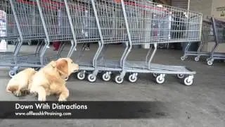 5-Month Old Golden Retriever, Alphie! Therapy Dog Certification Training in Virginia