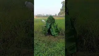 Beautiful Green Fields in a Quiet Village Showing a Peaceful Bird Flying Freely