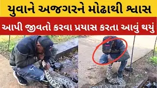 Python rescue | CPR આપી અજગરનો જીવ બચાવવાનો કિસ્સો પ્રકાશમાં આવ્યો